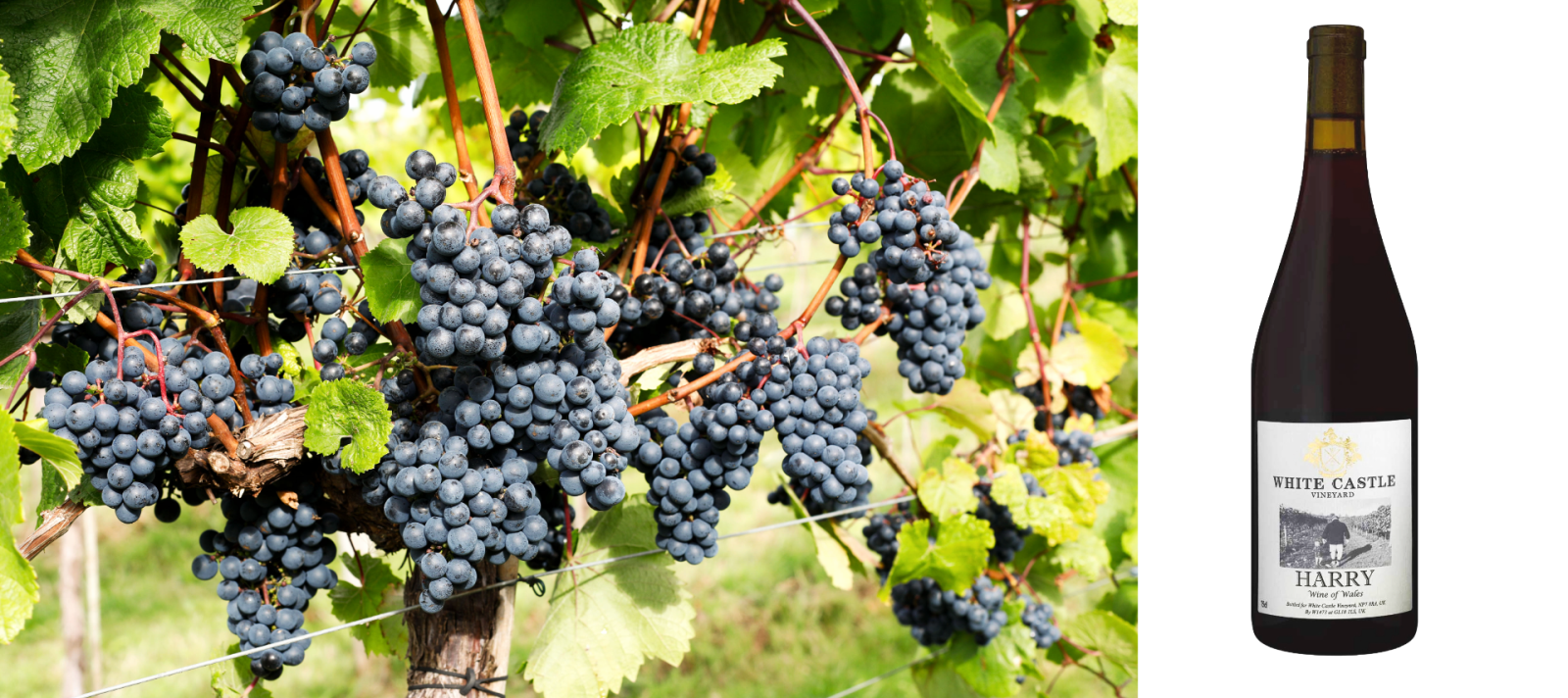 wines